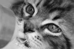 le chat craquant