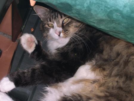 ma chatte