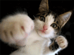 le chat trop marant
