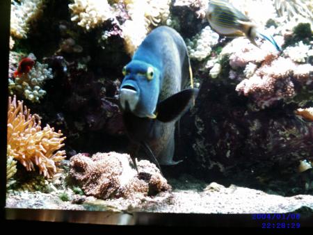 le poisson vous dit :Bonjour
